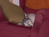 Dogblog02