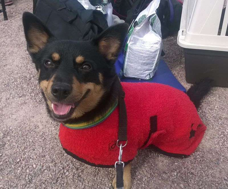 Happy puppy